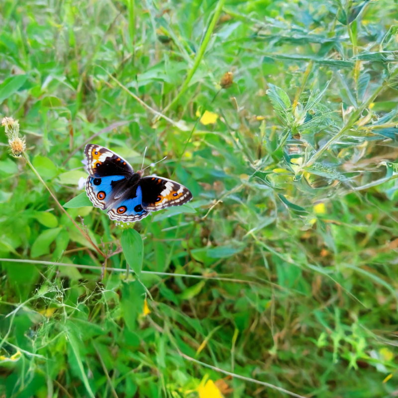 Ablauf einer Freitodbegleitung