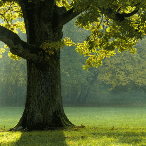 Baum Ausschnitt Mitte