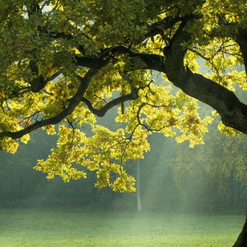 Baum Ausschnitt links