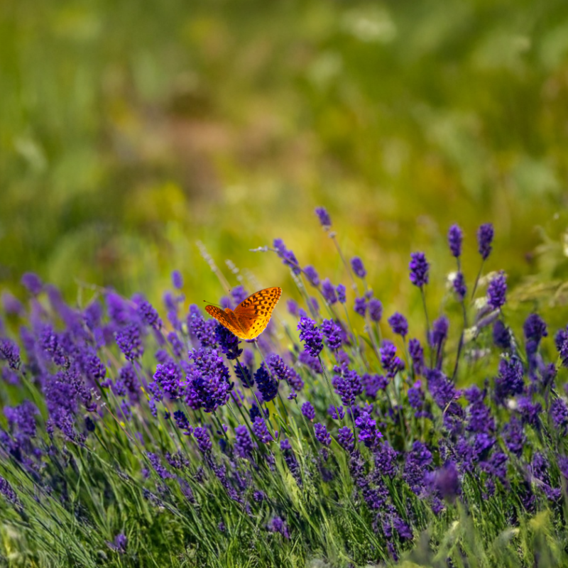 Voraussetzungen für Sterbehilfe